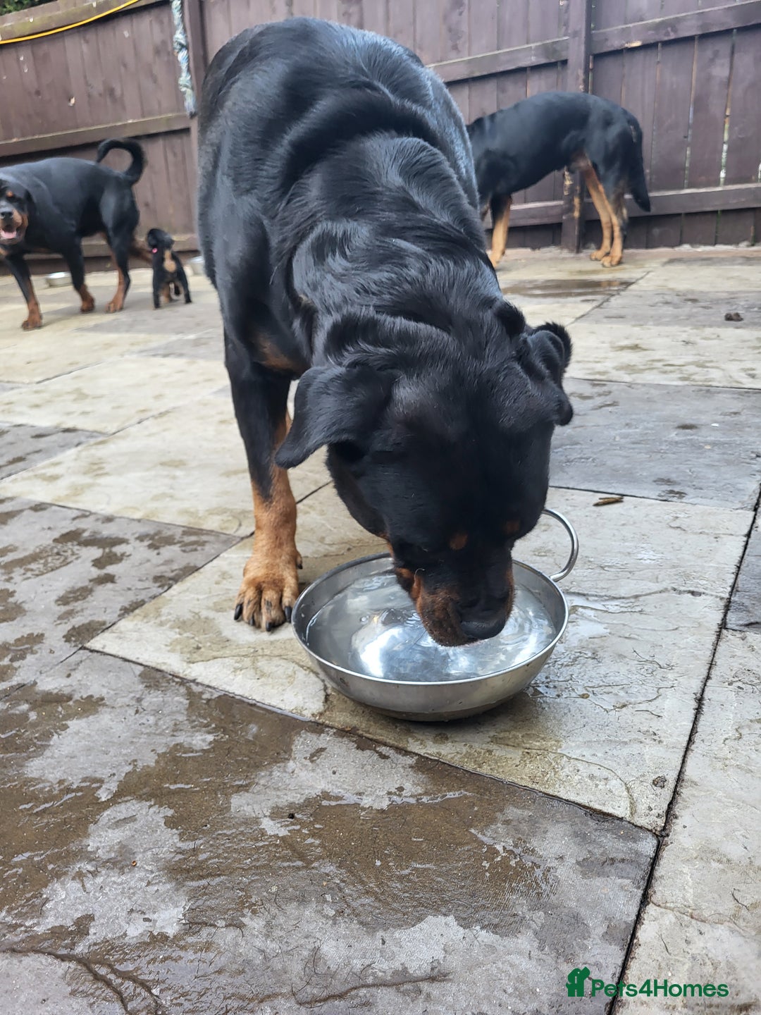 Rottweiler dogs for sale: Rottweiler puppy's 2 boys 5 girls - Image 3