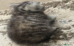British Shorthair cats for sale: Stunning Silvers - Image 7