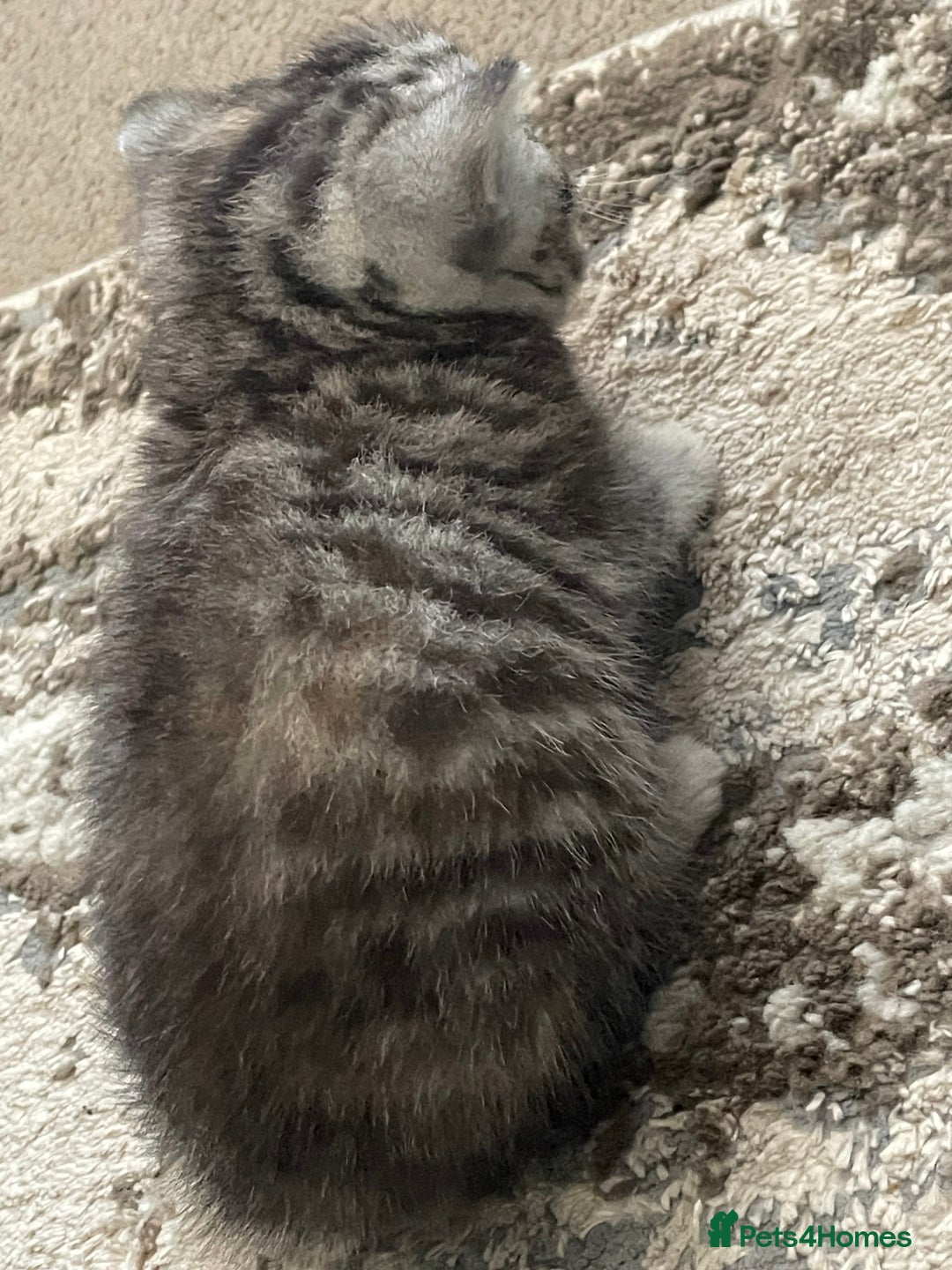 British Shorthair cats for sale: Stunning Silvers - Image 7