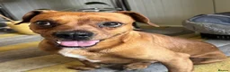 Mixed Breed dogs for adoption: Sweet Todor looking for LOVE - Advert 2