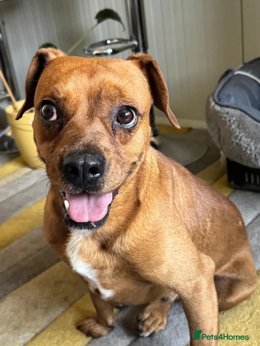 Mixed Breed dogs for adoption: Sweet Todor looking for LOVE - Advert 2