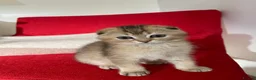 Scottish Fold cats for sale: LOVELY SCOTTISH FOLD CHINCHILLA SILVER KITTENS - Advert 4