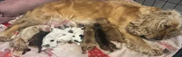 Cocker Spaniel dogs for sale: KC registered cocker spaniel pups! - Advert 2