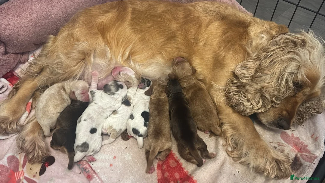 Cocker Spaniel dogs for sale: KC registered cocker spaniel pups! - Advert 2