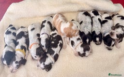 Cocker Spaniel dogs for sale: 🖤🤍 KC REG Show Cocker Spaniel Puppies For Sale - Advert 7