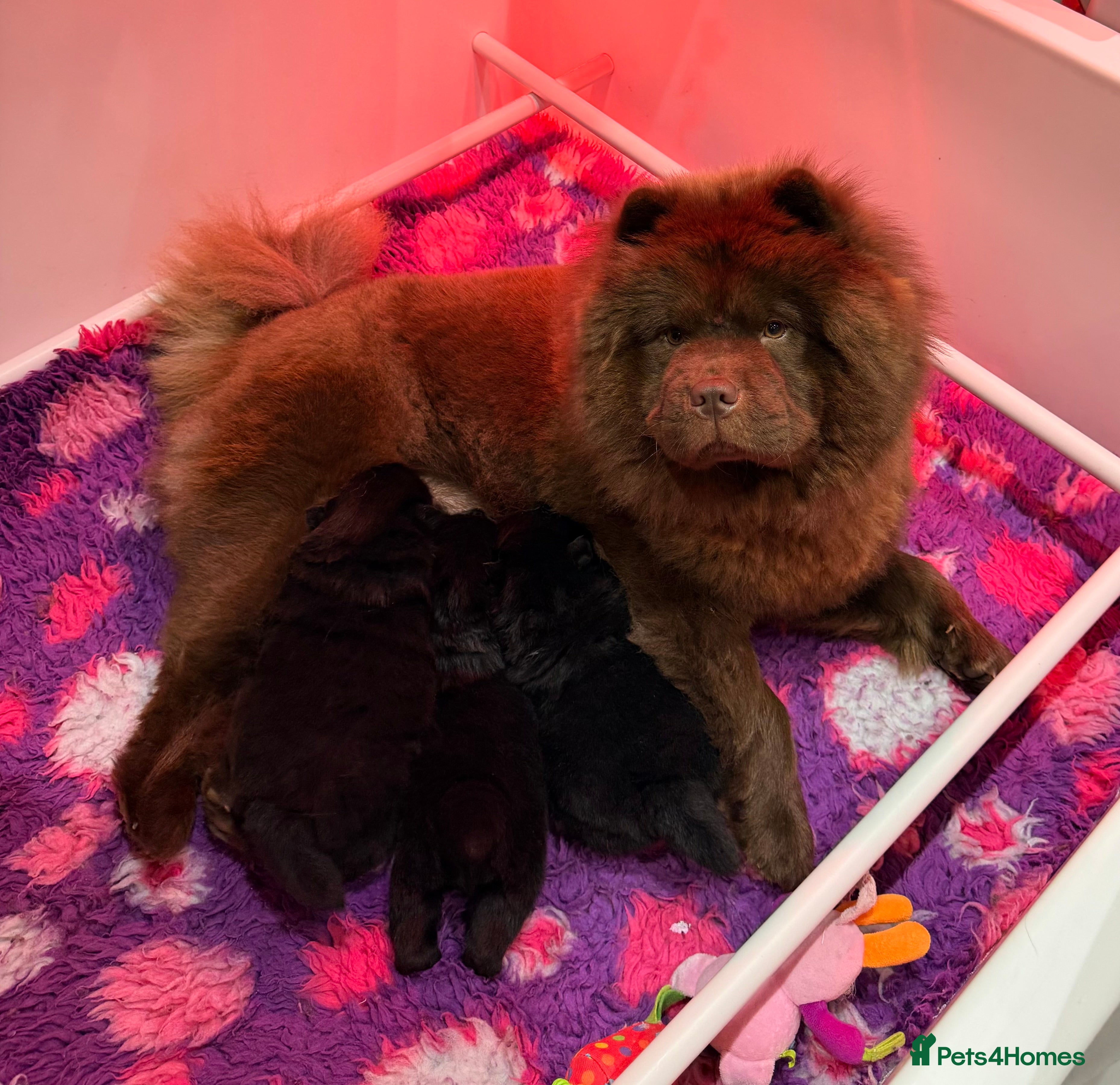 Chow Chow dogs 3 stunning black 🖤 baby Chow Chow’s - Advert 3