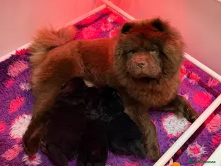 Chow Chow dogs 3 stunning black 🖤 baby Chow Chow’s - Advert 18