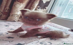 Chihuahua dogs for sale: Long haired chihuahua boys  - Image 10