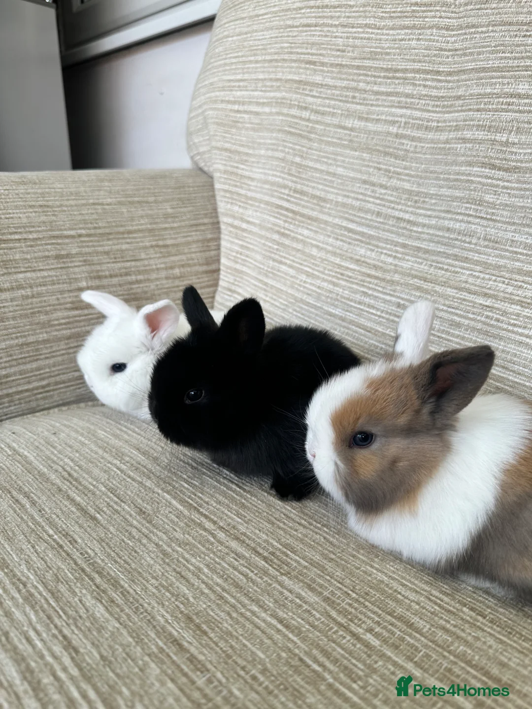 Mini Lop rabbits for sale: Mini Lop bunnies for sale - Advert 19