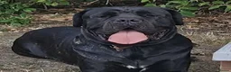 Cane Corso dogs for sale: Cane Corso  - Advert 2