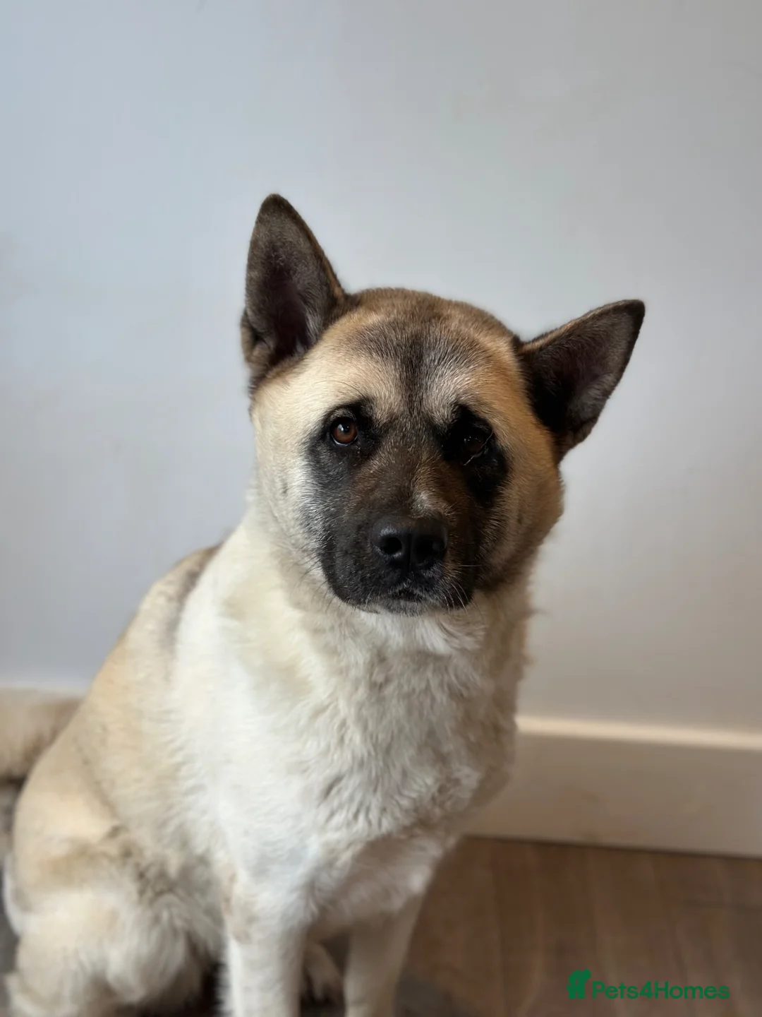 Akita dogs for sale: Beautiful Sweet American Akita Female - Advert 3