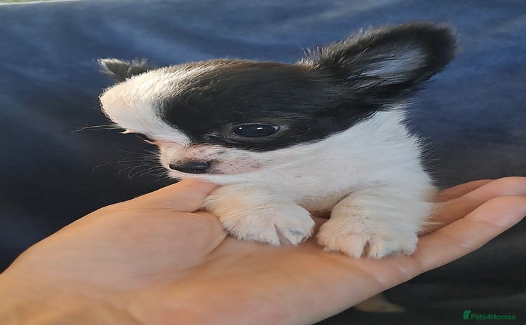 Chihuahua dogs - Advert 4