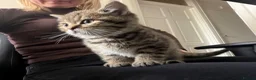 British Shorthair cats for sale: British short hair kittens - Advert 13
