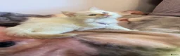 Ragdoll cats for sale: 💙 Stunning Purebred Ragdoll kittens  - Advert 21