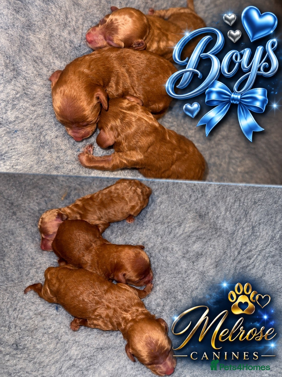 Cockapoo dogs Neddy x Cali beautiful litter of F1B Cockapoo’s - Advert 2
