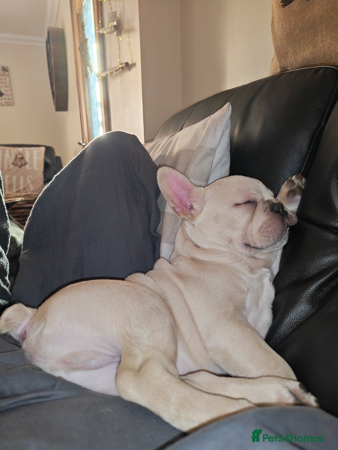 French Bulldog dogs for sale: 13 week old KC registered French bulldog - Advert 5