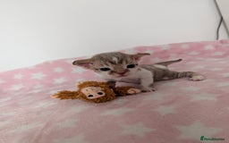 Devon Rex cats for sale: 🌼Curly, gorgeous Devon Rex Kittens available  - Image 8