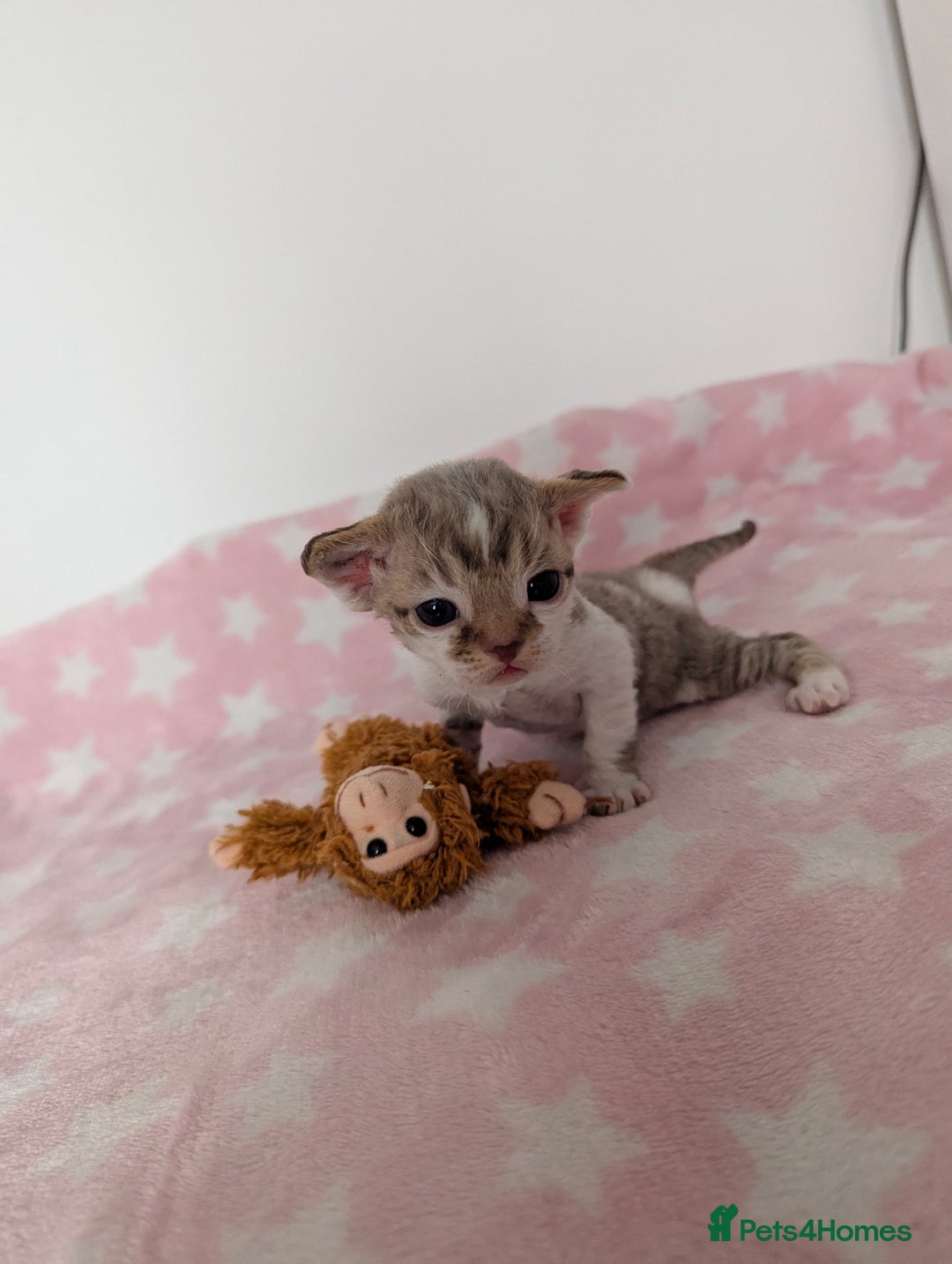 Devon Rex cats for sale: 🌼Curly, gorgeous Devon Rex Kittens available  - Image 8