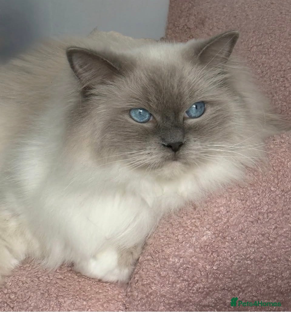 Ragdoll cats Blue mitted female ragdoll - Advert 5