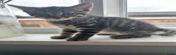 Mixed Breed cats for sale: Ready to leave kittens - Advert 5