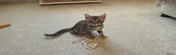 Bengal cats for sale: Female Bengal kittens x3 TICA registered  - Advert 20