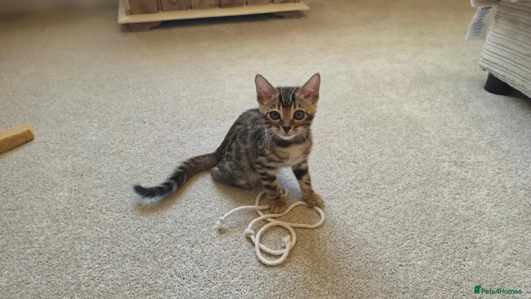 Bengal cats for sale: Female Bengal kittens x3 TICA registered  - Advert 20
