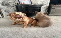 French Bulldog dogs for sale: French Fluffy Bulldogs 2 X Females  - Image 1