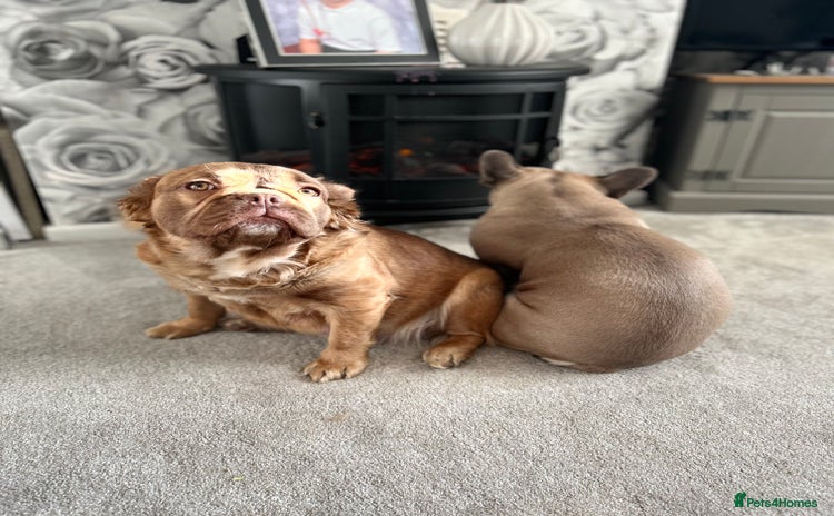 French Bulldog dogs - Advert 1