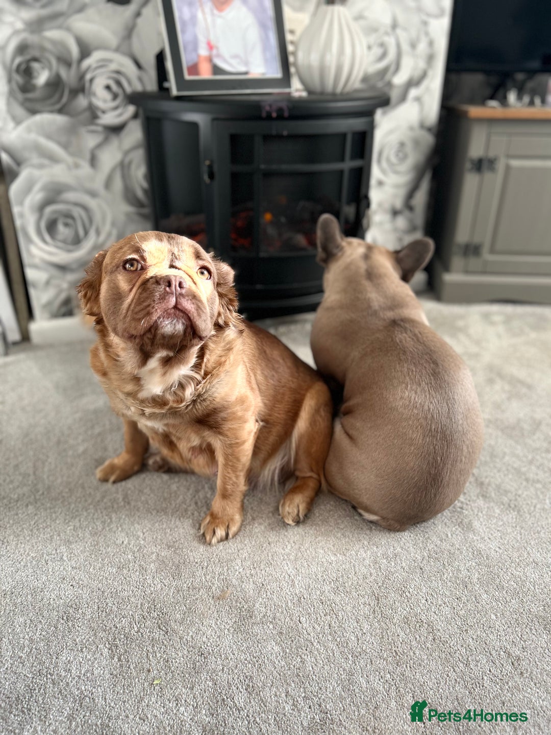 French Bulldog dogs for sale: French Fluffy Bulldogs 2 X Females  - Image 1