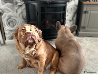 French Bulldog dogs - Advert 11