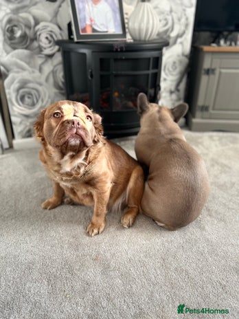 French Bulldog dogs - Advert 15