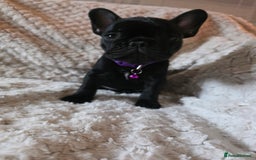 French Bulldog dogs for sale: French bulldog puppies  - Image 6
