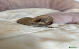Shih Tzu dogs for sale: Beautiful shihtzu puppies - Image 3
