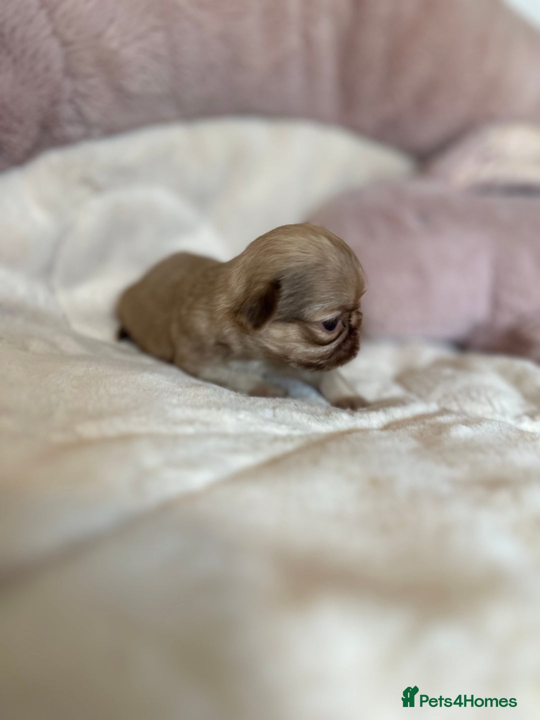 Shih Tzu dogs for sale: Beautiful shihtzu puppies - Image 3
