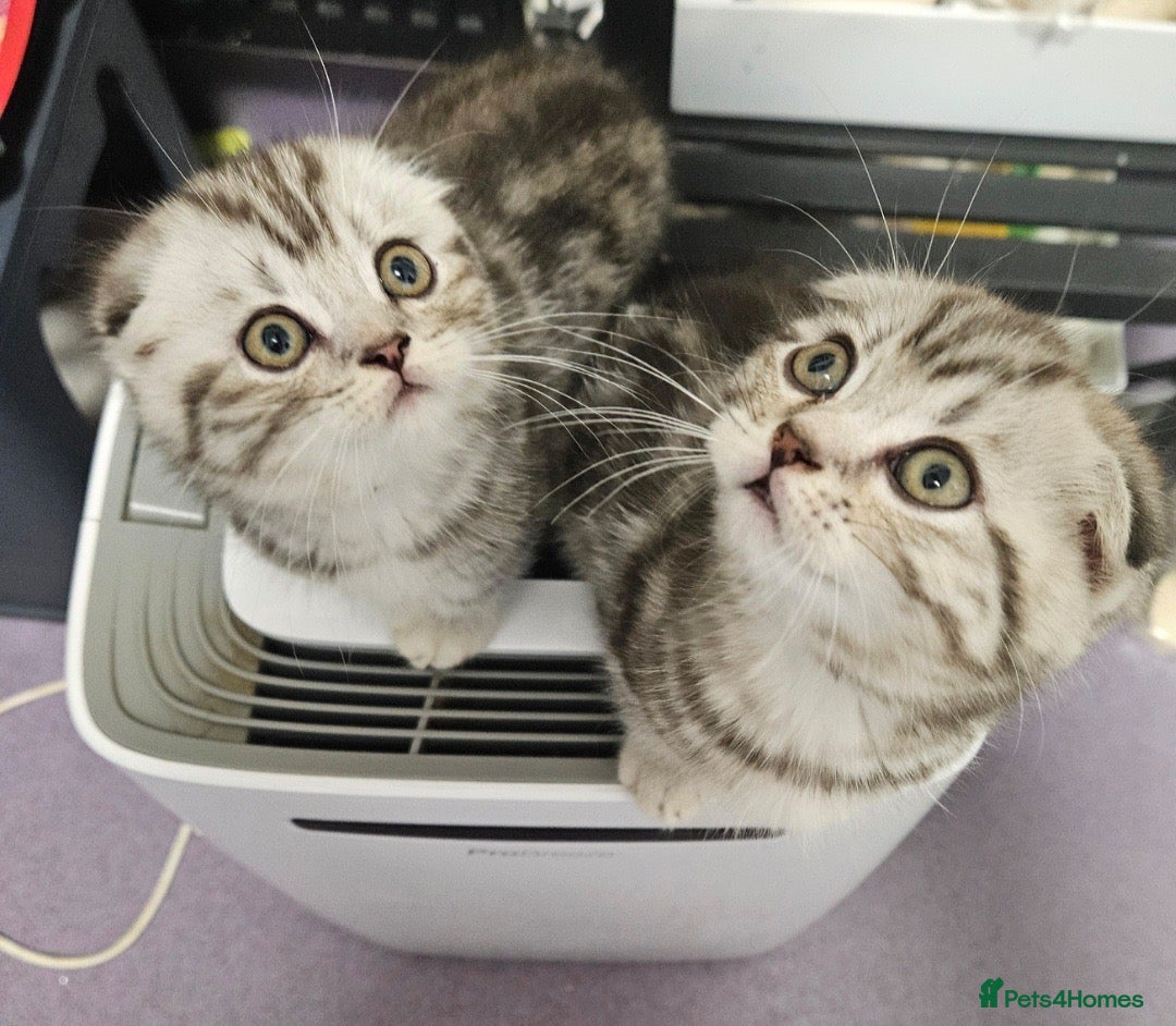 Mixed Breed cats BEAUTIFUL SCOTTISH FOLD X BRITISH SHORTHAIR - Advert 1