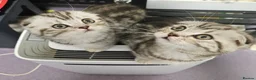 Mixed Breed cats for sale: BEAUTIFUL SCOTTISH FOLD X BRITISH SHORTHAIR - Advert 1