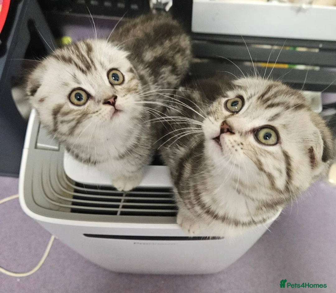 Mixed Breed cats for sale: BEAUTIFUL SCOTTISH FOLD X BRITISH SHORTHAIR - Advert 1