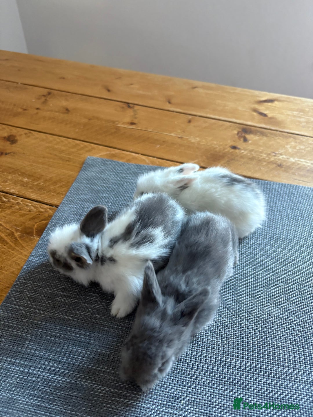 Lionhead rabbits for sale: 6 lion head baby bunnies  - Advert 2