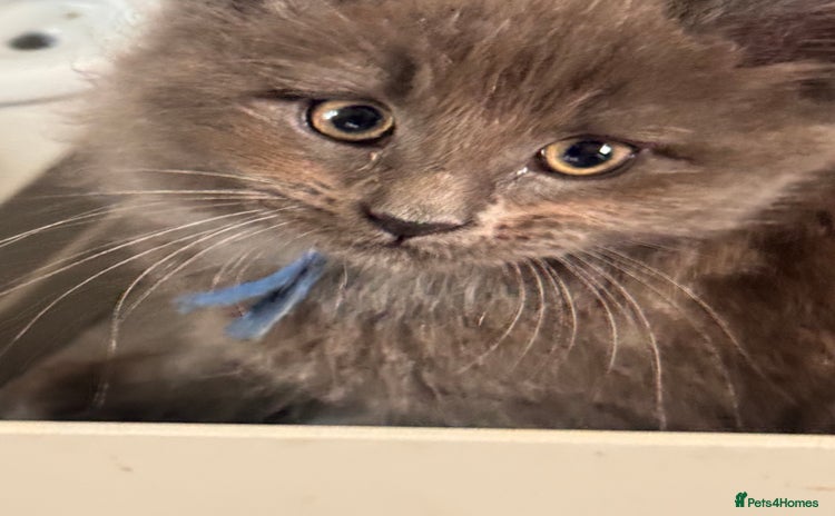 Maine Coon cats - Advert 14