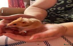 Mixed Breed rodents for sale: Downsizing my animal Collection  in Preston - Image 7
