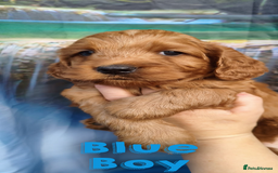 Cockapoo dogs for sale: Beautiful F1 Cockapoo Puppies - 3 boys 1 girl - Image 7