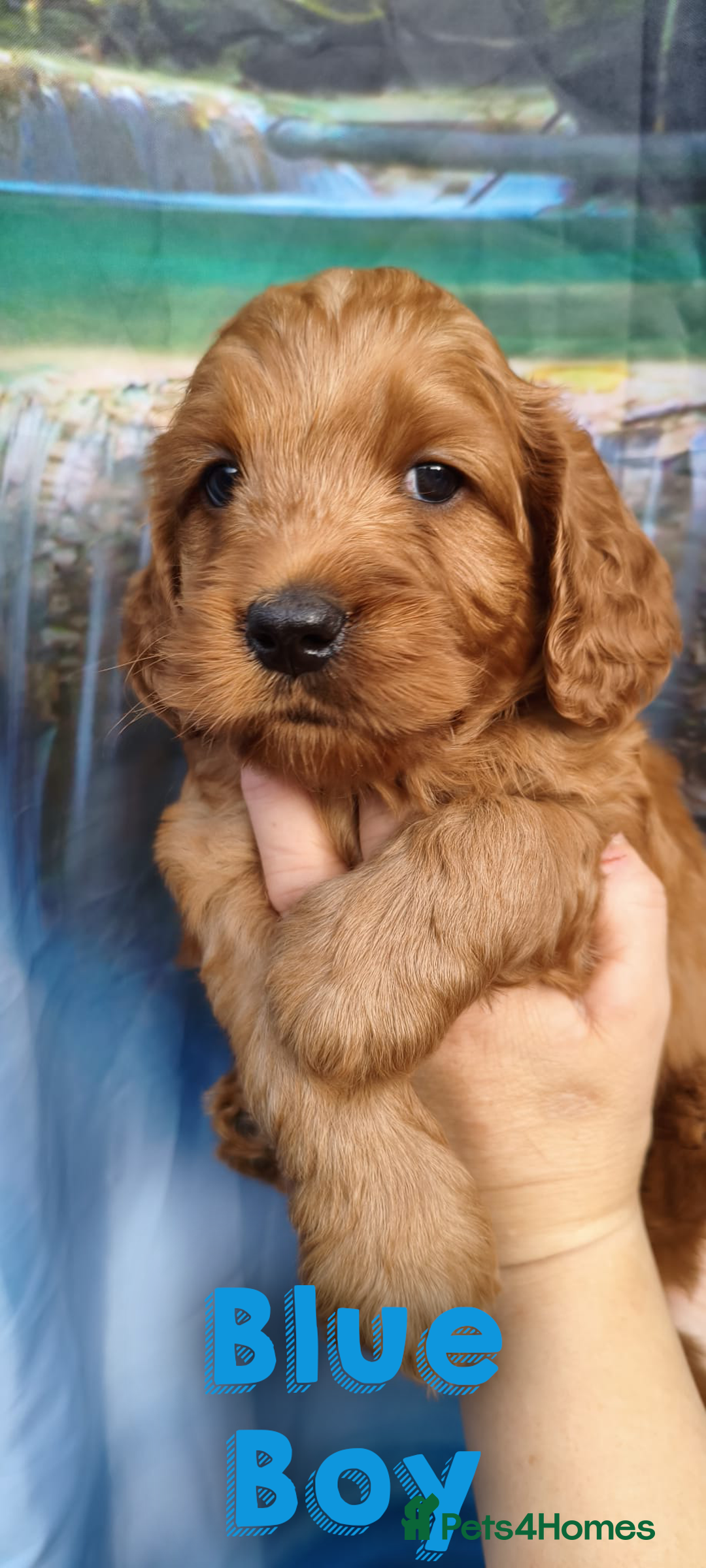 Cockapoo dogs for sale: Beautiful F1 Cockapoo Puppies - 3 boys 1 girl - Image 7