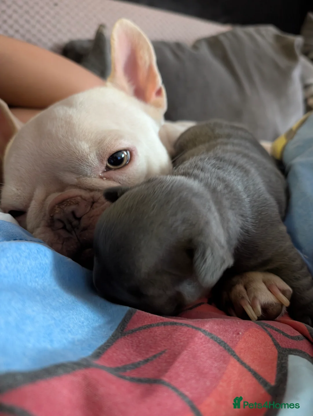 French Bulldog dogs for sale: French bulldog pups - Advert 1