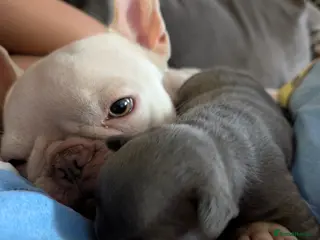 French Bulldog dogs French bulldog pups - Advert 1