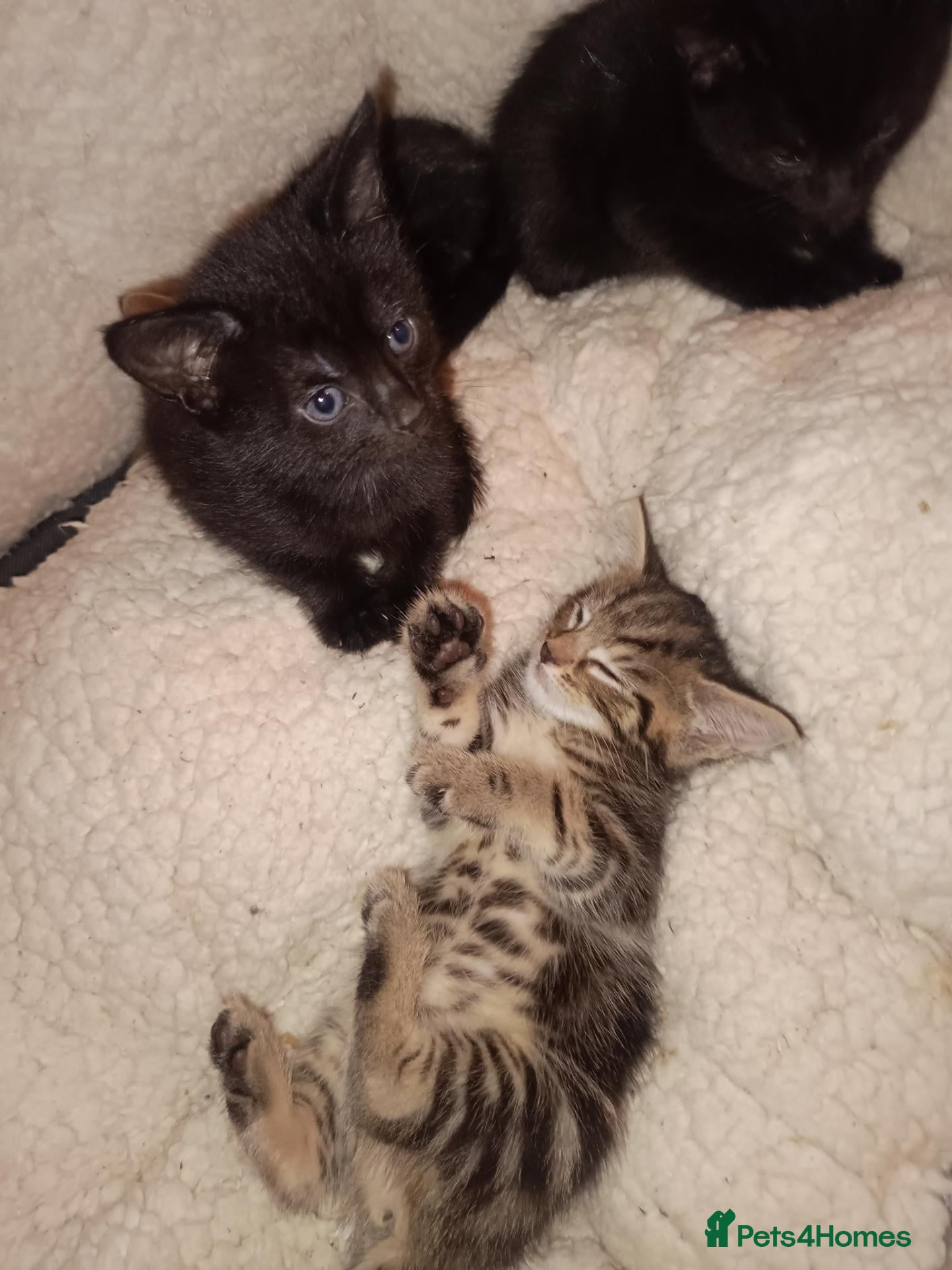 Mixed Breed cats 1 black boy and 4 girl tabby cats - Advert 14