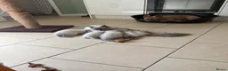 Ragdoll cats for sale: Bluepoint ragdolls females  - Advert 18