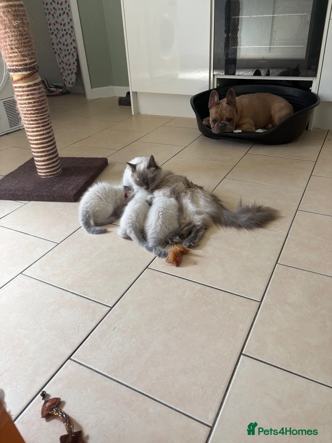 Ragdoll cats for sale: Bluepoint ragdolls females  - Advert 18