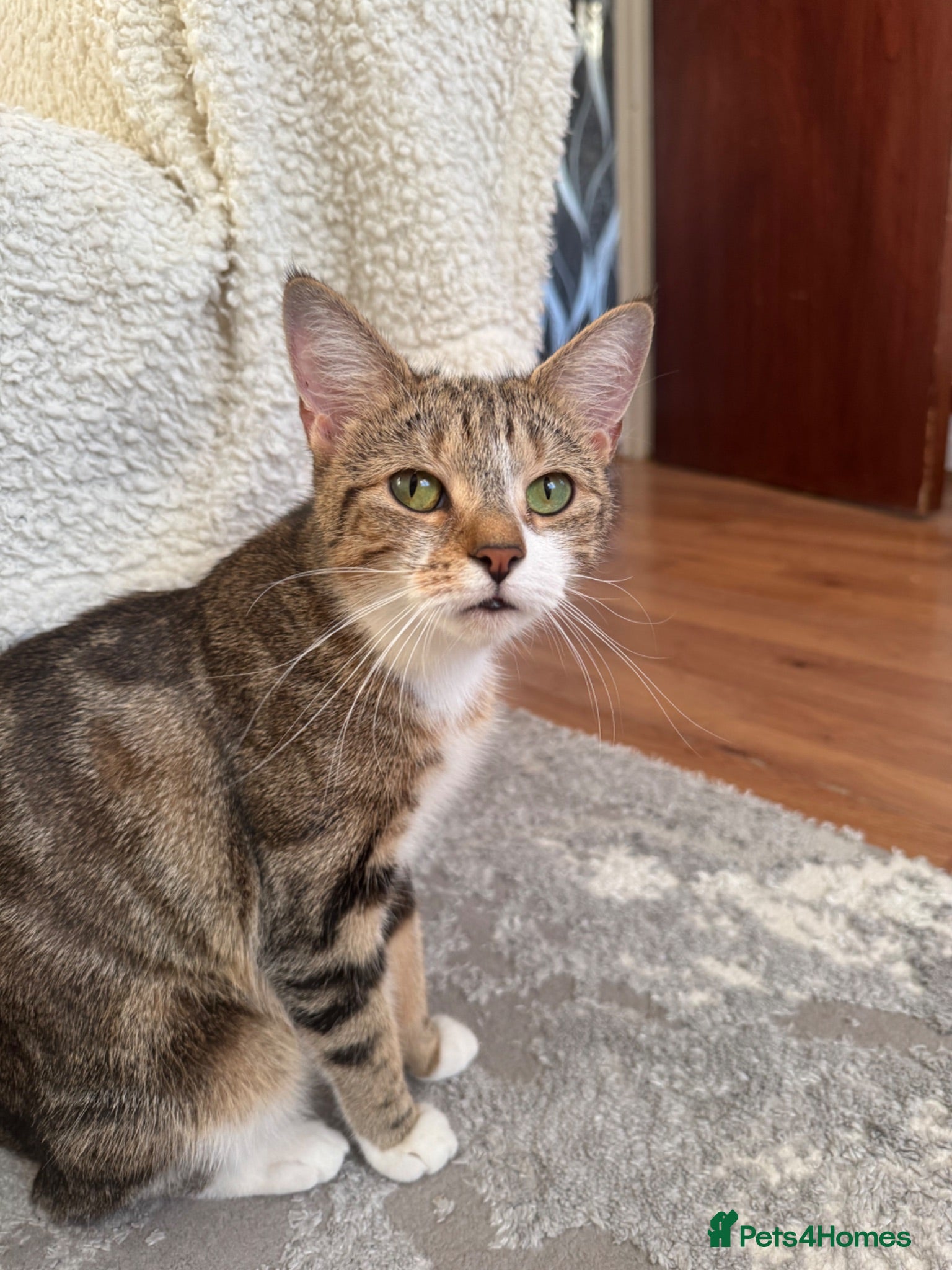 Domestic Shorthair cats Two kittens looking for their forever home 🐾 - Advert 14