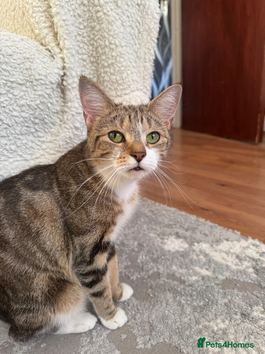 Domestic Shorthair cats for sale: Two kittens looking for their forever home 🐾 - Advert 1