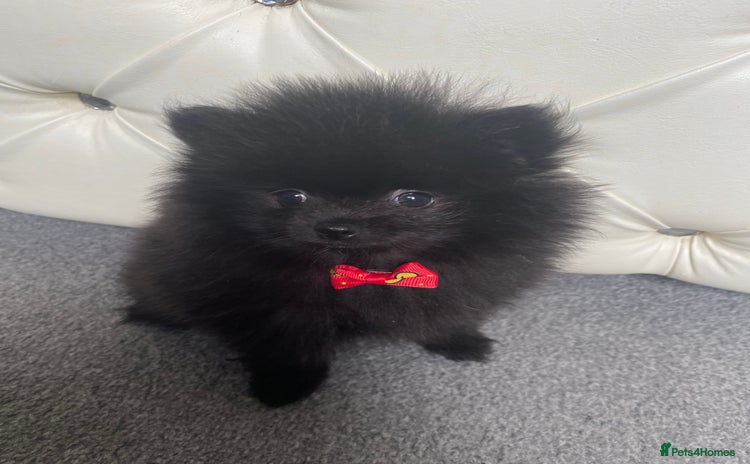 Pomeranian dogs - Advert 1